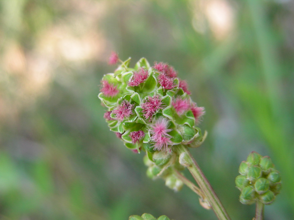 Chiedo l''impossibile (forse) - Sanguisorba sp.